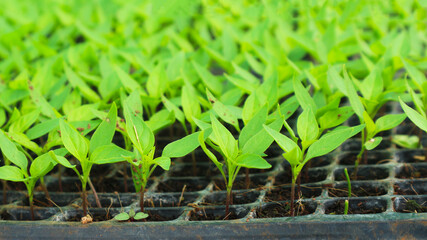Young seedlings of peppers at the nursery