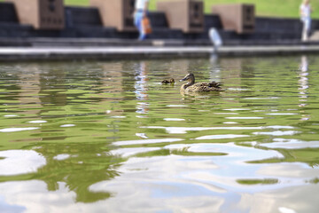 Small family of ducks with their mother spend time growing up. Birds swim on the lake in the park. Stock photo for design