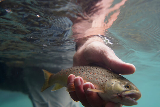 Catch Of A Brown Fly Trout