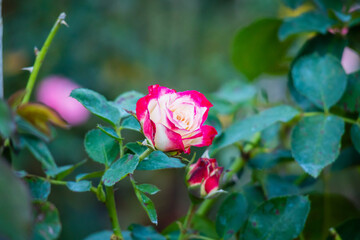 Beautiful red roses flower in the garden