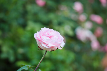 Beautiful pink roses flower in the garden