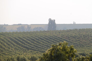 Fototapeta premium Morgendunst in den Weinbergen