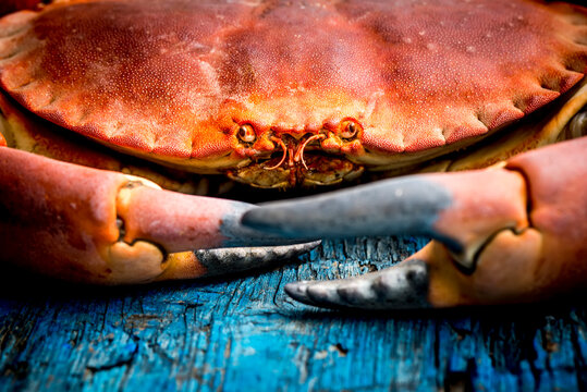  Closeup cooked big crab, sea ox.