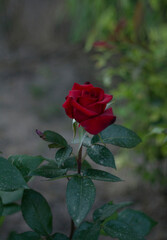 
Red rose on a green shrub