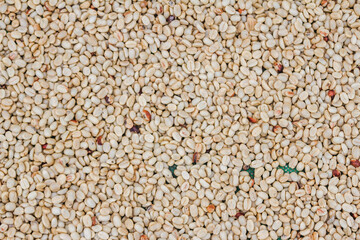 The coffee beans are dried in the sun to dry the beans and are ready for the process of roasting the beans for use in making beverages and bagged roasted coffee products for sale in stores.