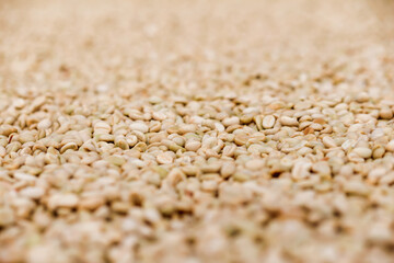 The coffee beans are dried in the sun to dry the beans and are ready for the process of roasting the beans for use in making beverages and bagged roasted coffee products for sale in stores.