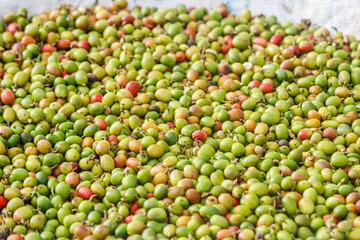 The coffee beans are dried in the sun to dry the beans and are ready for the process of roasting the beans for use in making beverages and bagged roasted coffee products for sale in stores.