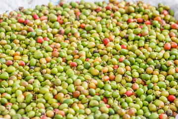 The coffee beans are dried in the sun to dry the beans and are ready for the process of roasting the beans for use in making beverages and bagged roasted coffee products for sale in stores.