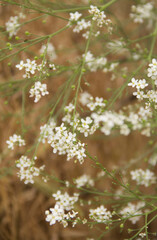 Background of little white flowers