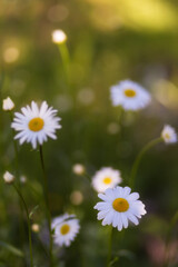 Fototapeta premium Chamomile flower on green background. Natural background with medical chamomile. White summer blossom of daisies.