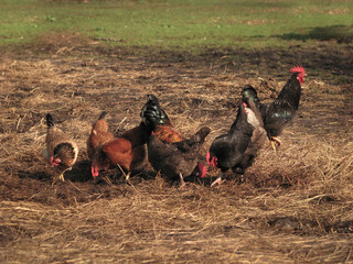 Rooster and hens in the village on the nature. Chickens and birds at the poultry farm. Stock photo background