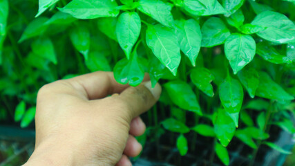 Young seedlings of peppers at the nursery                            