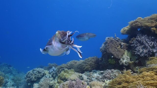 The behaviour of a Broadclub cuttlefish around a pristine reef