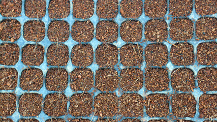 Chilli seedlings