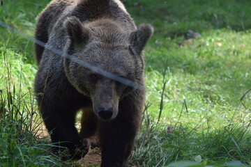 brown bear in the woods