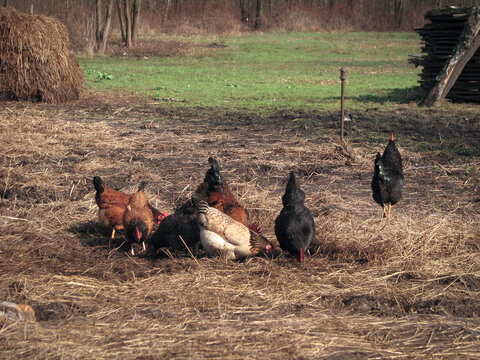 Rooster and hens in the village on the nature. Chickens and birds at the poultry farm. Stock photo background