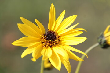 Kleine Sonnenblume