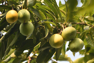 mango on tree 