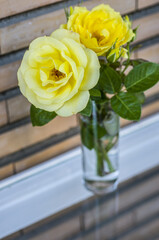 Yellow rose
