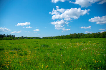 Obraz premium Lush green grass and blue sky with clouds.