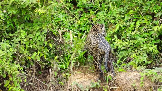Jaguar getting out of river at riverbank in Pantanal wetlands