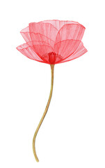 transparent red poppy flower, poppy flower x-rays, delicate, stem with leaves, the birds, painted in watercolor by hand, the pattern of a flower isolated on white background