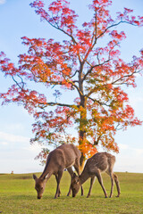Nara deers roam free in Nara Park.