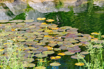 南フランス　アンデューズ　竹林公園