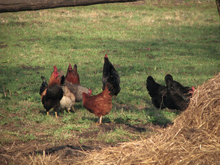 Rooster and hens in the village on the nature. Chickens and birds at the poultry farm. Stock photo background