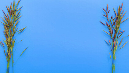     Wild grass with spikelets isolated on blue background. Flat lay, copy space, close up, top view     