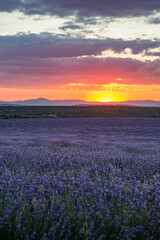 Fototapeta na wymiar Sunset in Lavender fields in Brihuega Spain