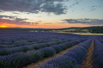 Naklejka na ściany i meble Sunset in Lavender fields in Brihuega Spain
