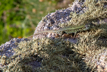 Lézard vert dans la végétation