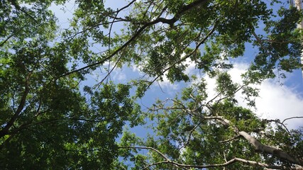 Tree crown in blue sky