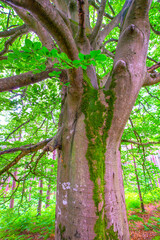 forêt de rambouillet : hêtre