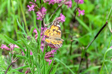 butterfly on a flower