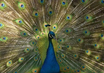 Obraz premium peacock with feathers out