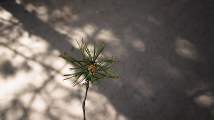 Branch of a pine tree against a grey asphalt. Pine tree.