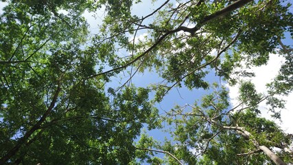 Tree crown in blue sky