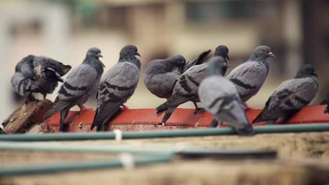 a flock of rock doves perched on terrace wall, eye leve view, blurred background