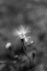 Monochrome dandelion seeds in the wind