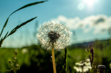 dandelion in the summer field
