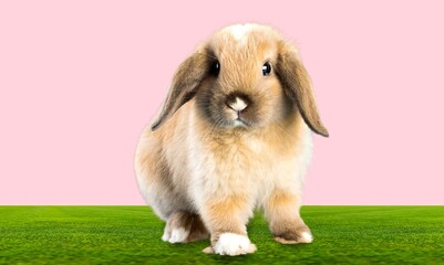 Fototapeta premium Animal.