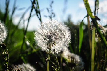 dandelion in the summer field