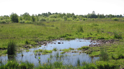 Off-road outside the village. impassable swamp on the way to the city. Earth texture in water for design.