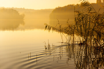 A lake at sunrise with a duck floating in thickets in warm colors