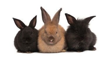 brown bunny rabbit sitting in between of two black ones on white background.