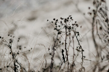 Close up of black dry flowers growing on the coast