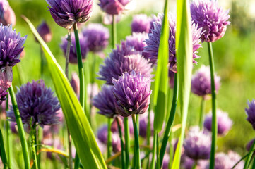 lavender flowers in the garden