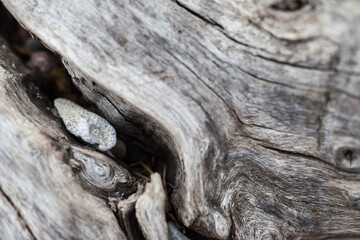 Close up of dry wood thrown across the sea